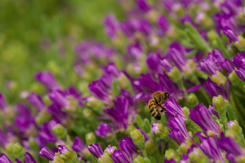 menzione speciale - concorso 2013 - Drosanthemum hispidum - Citino Giuseppe