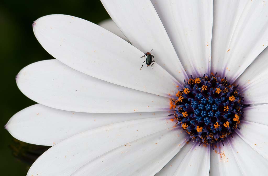 2° premio ex aequo - concorso 2012 - Daisy cape white - Osteospermum - Giuseppe Citino