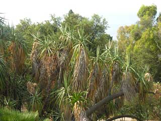 Yucca - The garden in summer