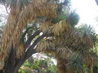 Yucca - Il giardino in estate