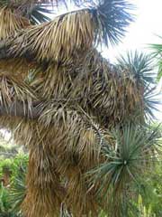 Yucca - The garden in summer