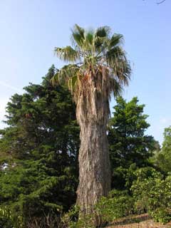 Palma - The garden in summer