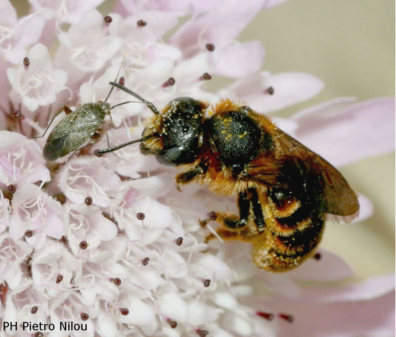 Osmia (Allosmia) rufohirta