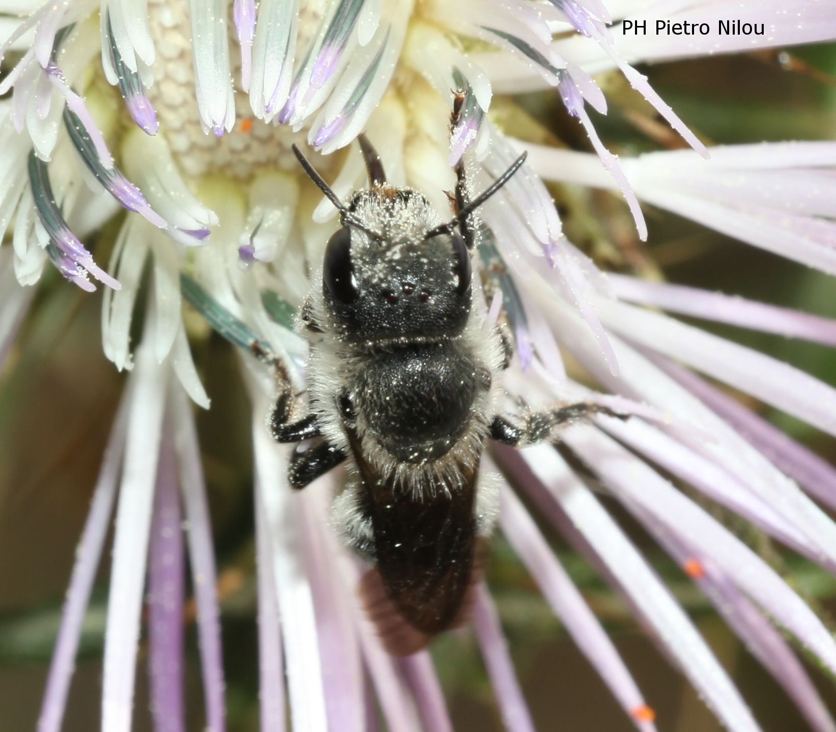 Osmia (Helicosmia) niveata