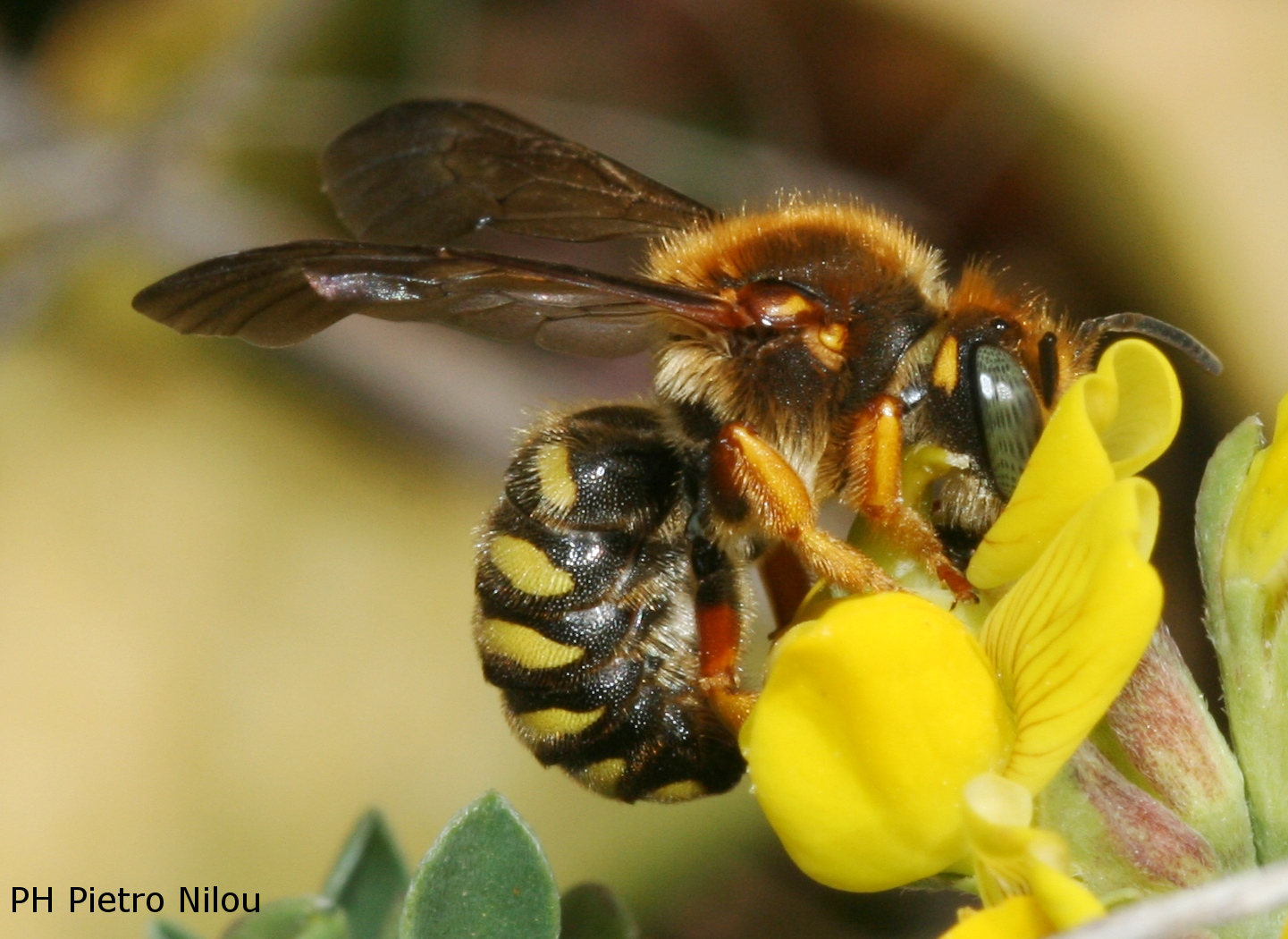 Rhodanthidium septemdentatum