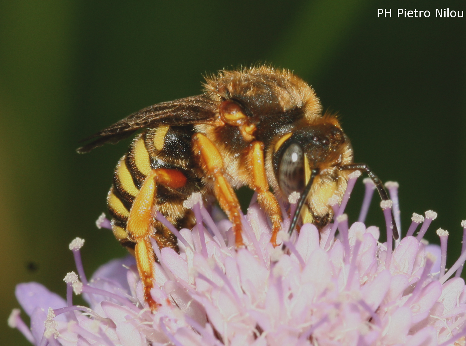 Rhodanthidium septemdentatum