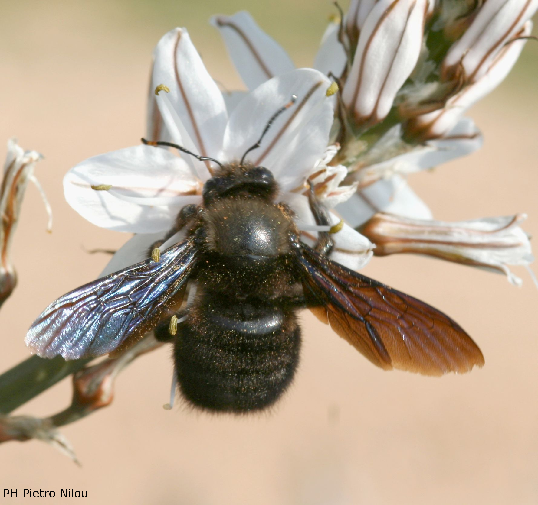 Xylocopa violacea