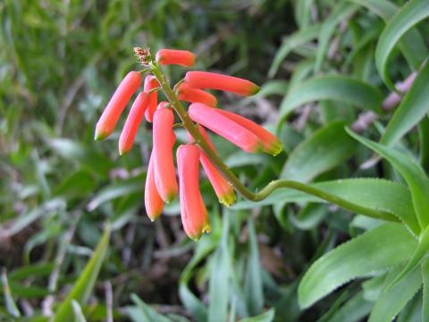 Aloe ciliaris