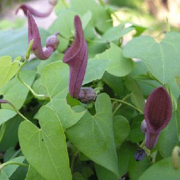 Aristolochia baetica