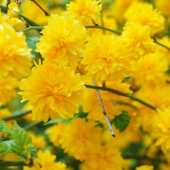 fioriture primaverili - kerria japonica