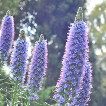 Echium fastuosum