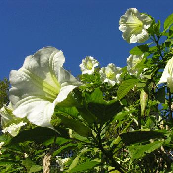 Brugmansia suaveolens