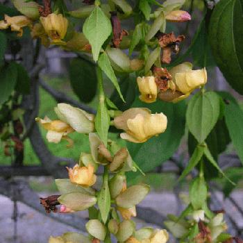 Thunbergia coccinea 'Lutea'