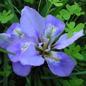 Iris unguicularis