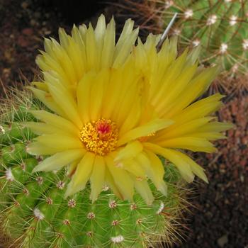 Parodia concinna