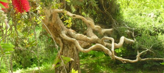 Melaleuca cuticularis