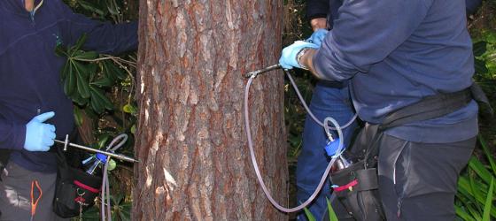 Trattamento endoterapico contro la processionaria del pino