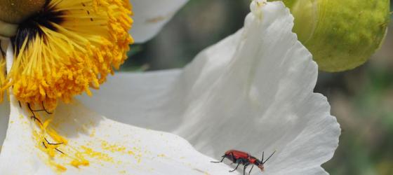 Dove alloggiare - Giardini Botanici Hanbury